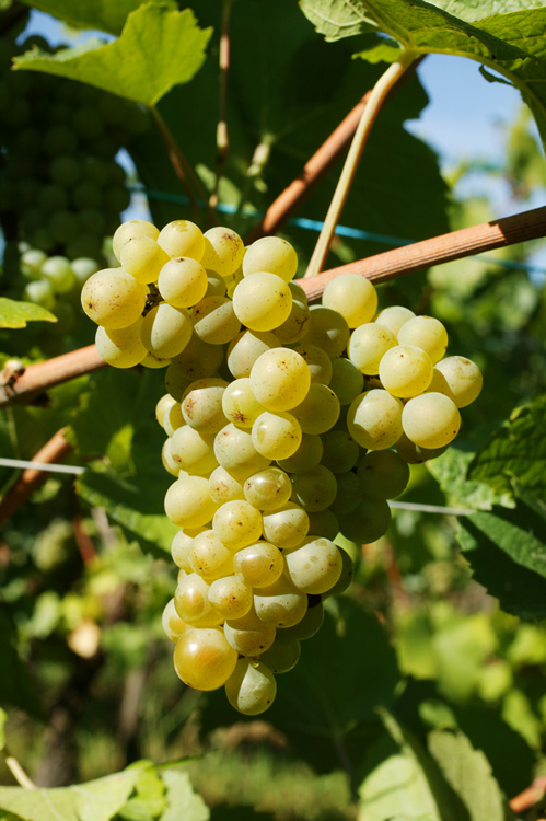 Pinot Blanc - Vin blanc d'Alsace