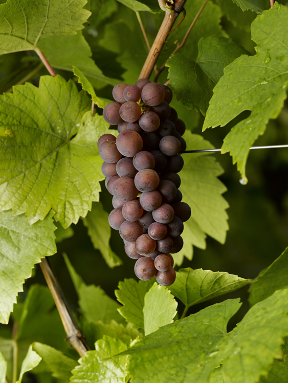 Pinot Gris - Vin blanc d'Alsace