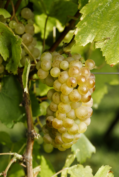 Auxerrois - Vin blanc d'Alsace