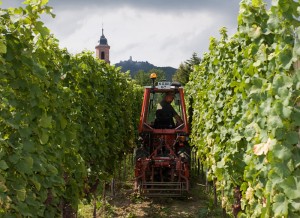 Vignoble Bléger en Alsace